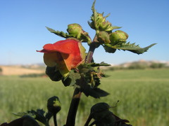 Scrophularia sambucifolia
