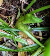 Trifolium stoloniferum
