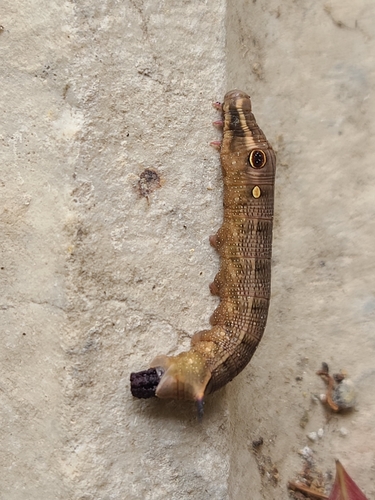 Hippotion celerio