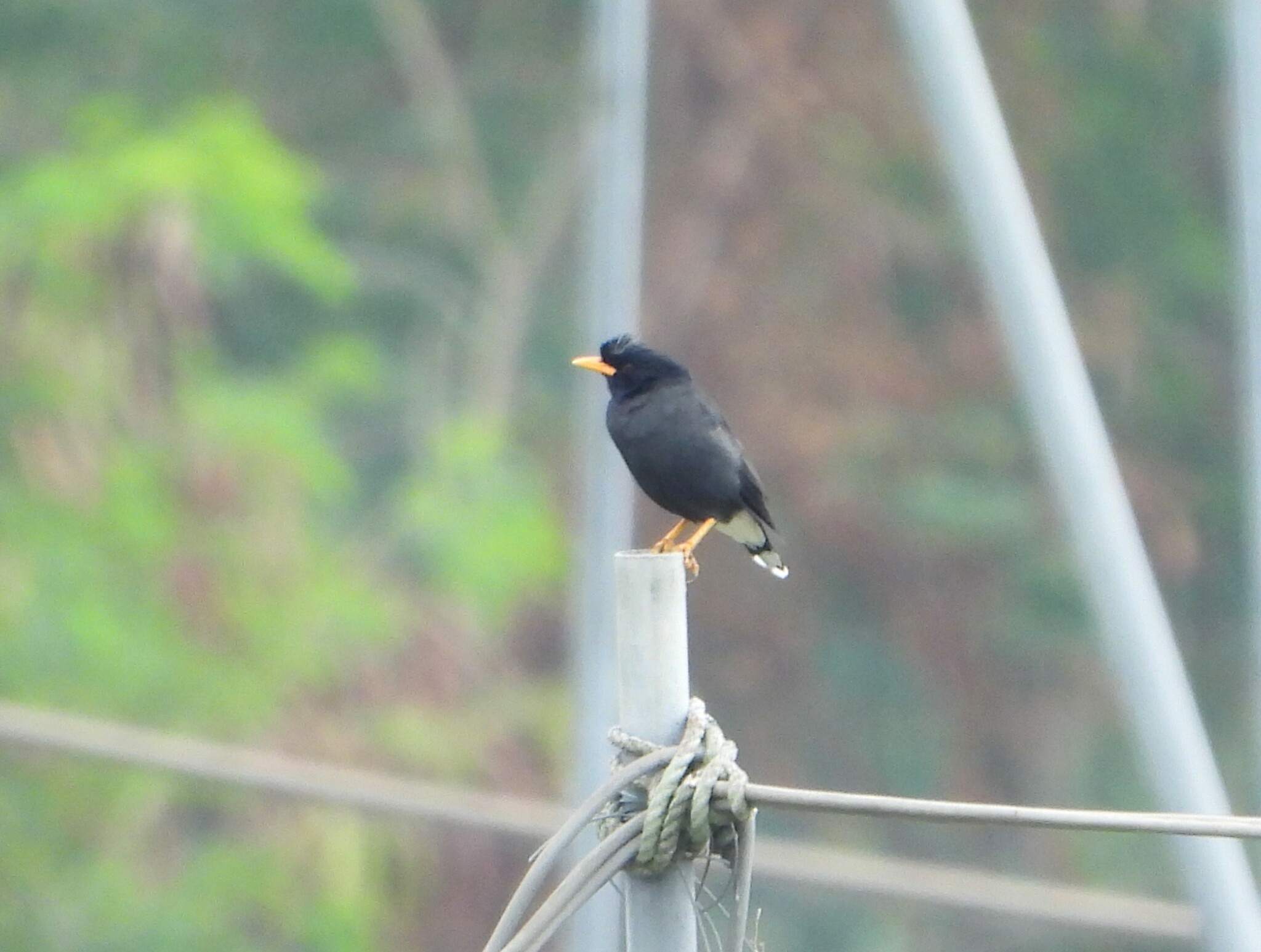 Great Myna