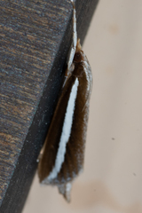 Carectocultus perstrialis