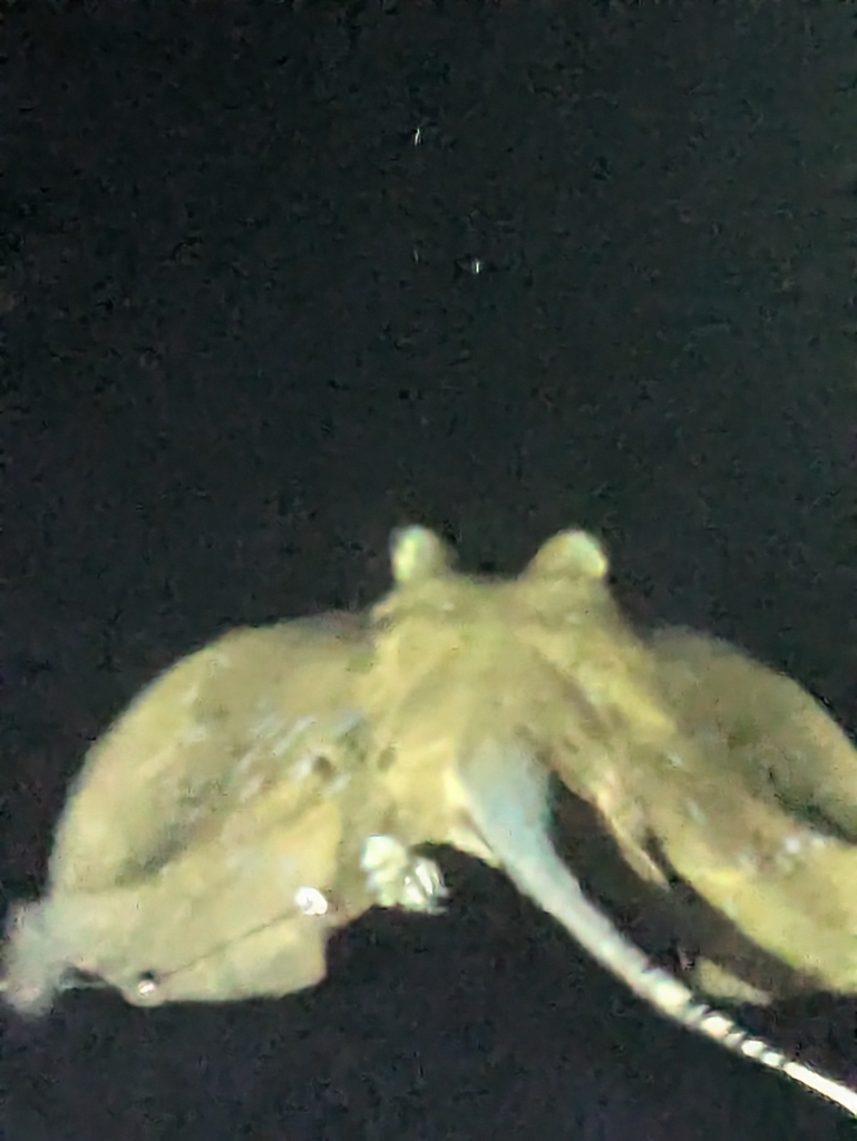 Australian Bluespotted Maskray (Neotrygon australiae) - recorded at Kerita Tol