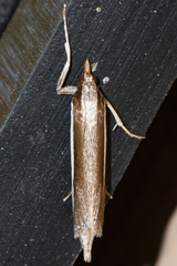 Carectocultus perstrialis
