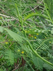 Polistes arizonensis