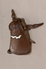 Monoleuca semifascia