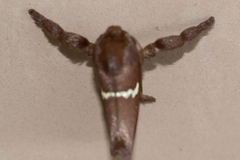 Monoleuca semifascia