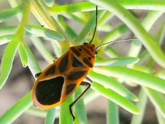 Graptostethus servus