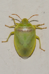 Piezodorus guildinii