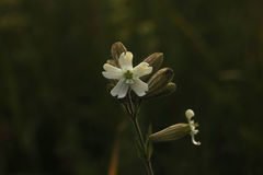 Silene repens