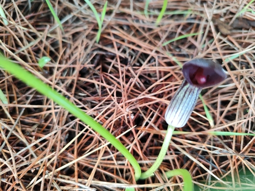 Arisarum simorrhinum, photograph 1