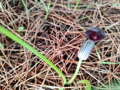 Arisarum simorrhinum, photograph Vasco Henrique Oliveira Fonseca, CC BY, iNaturalist via GBIF