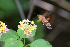 Macroglossum pyrrhosticta