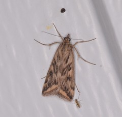 Loxostege cereralis