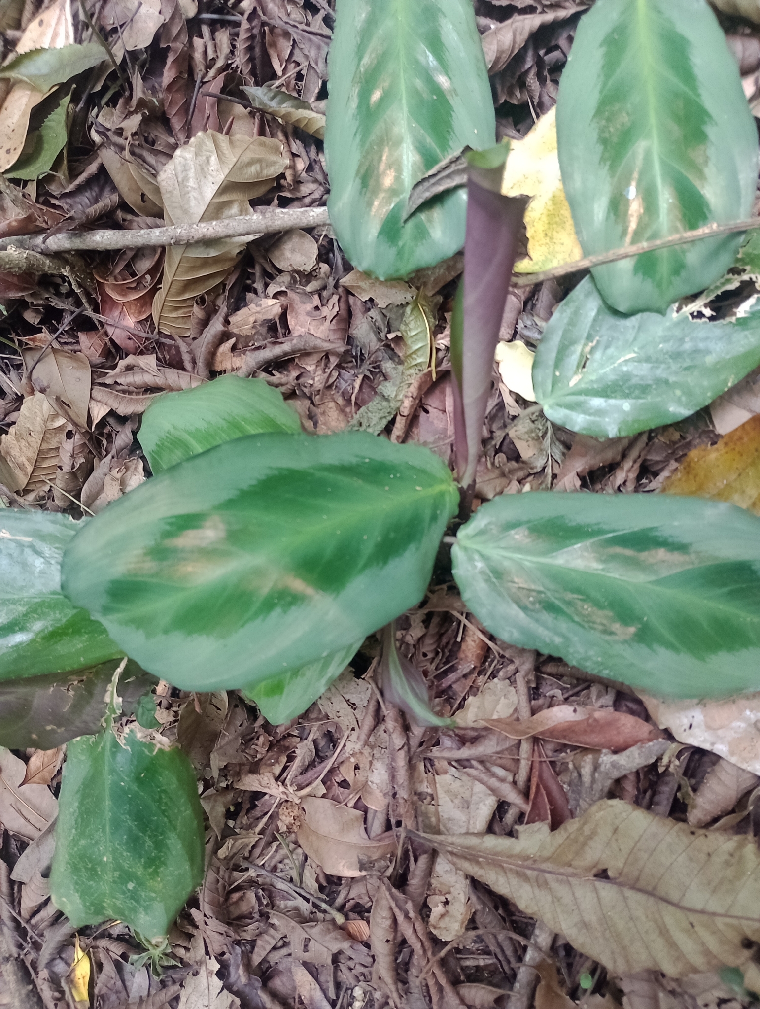 Imagem de Maranta-cinza