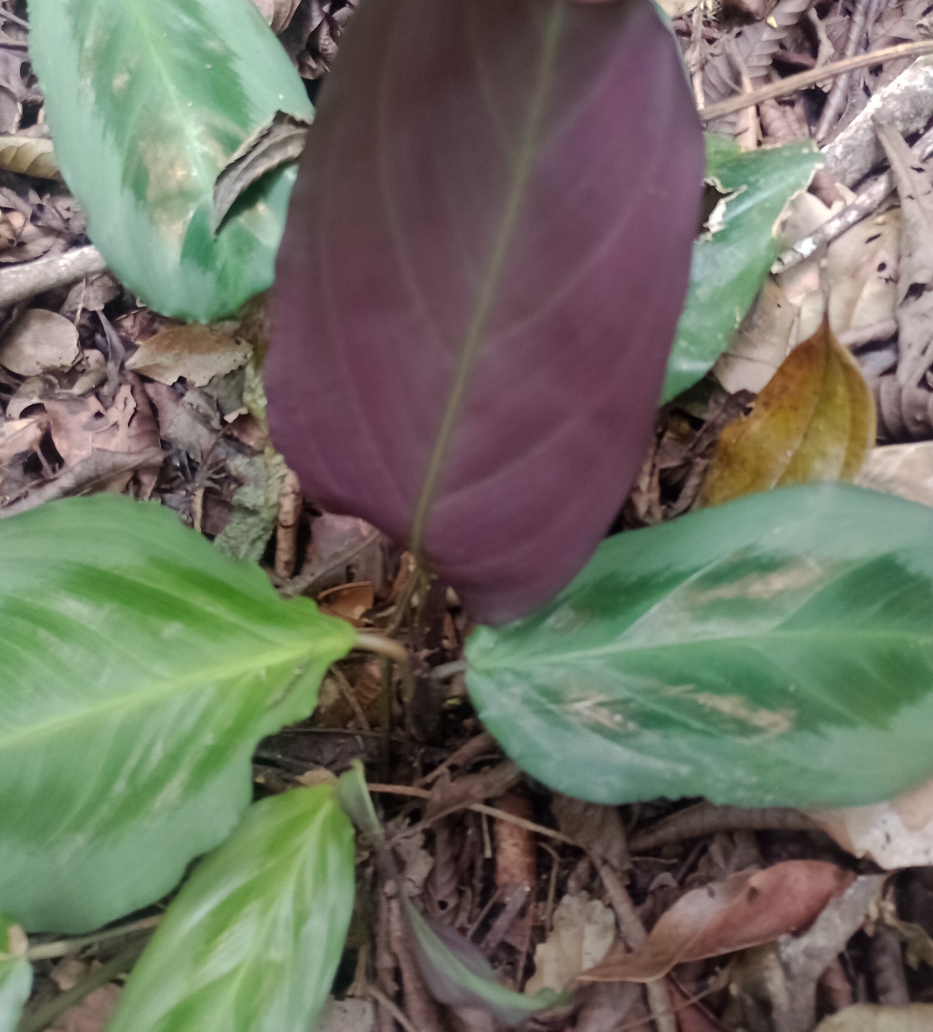 Imagem de Maranta-cinza