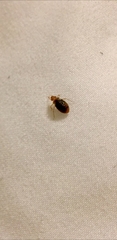 Cimex lectularius