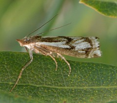 Crambus alienellus