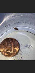 Cimex lectularius