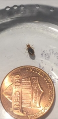 Cimex lectularius
