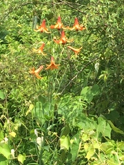 Lilium canadense