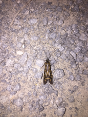 Macrostemum zebratum