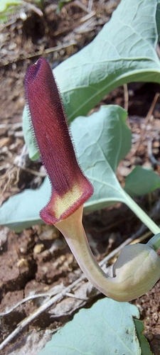 Worm Killer