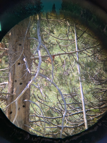 iNaturalist observation photo of Red-breasted Sapsucker