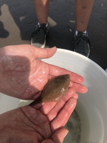 Etropus microstomus