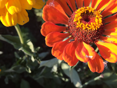 Acalymma trivittatum