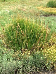 Triglochin concinna concinna