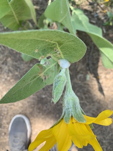 iNaturalist observation photo of Spittlebugs and Froghoppers