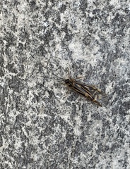 Macrostemum zebratum