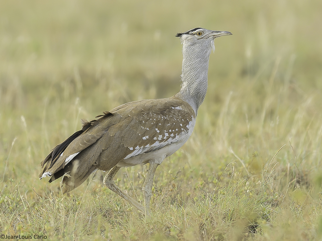 Arabian Bustard