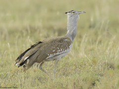 Arabian Bustard photo 1