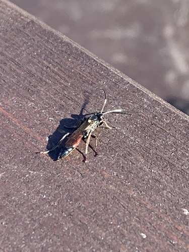 Ulesta perspicua