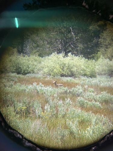 iNaturalist observation photo of Coyote
