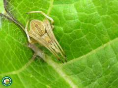 Acacesia hamata