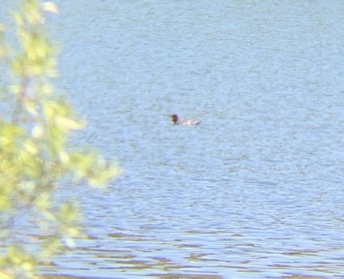 iNaturalist observation photo of Common Merganser