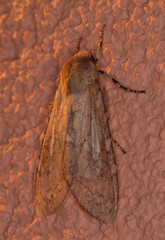 Pseudohemihyalea labecula