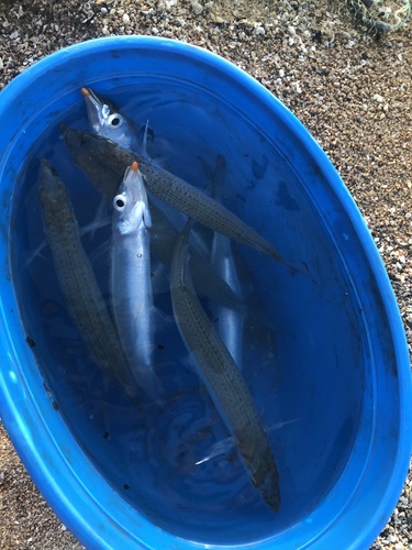Garfish (Arrhamphus sclerolepis) — Hemiramphidae — 3