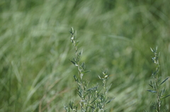 Artemisia dracunculus glauca