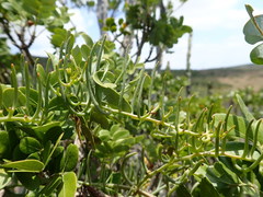 Thesium scandens