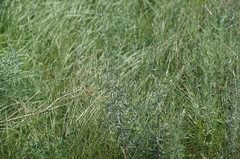 Artemisia dracunculus glauca