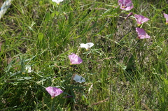 Convolvulus chinensis