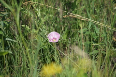 Convolvulus chinensis