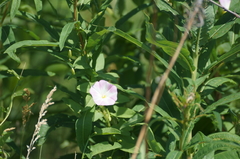 Convolvulus chinensis