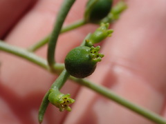 Thesium scandens