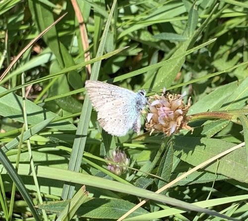 iNaturalist observation photo of Boisduval's Blue