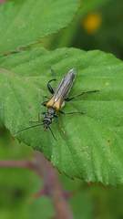 Oedemera simplex
