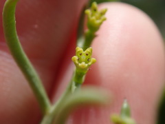 Thesium scandens